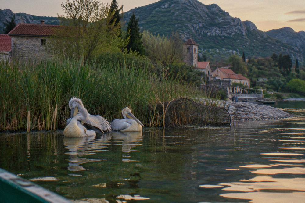 Dalmatian pelicans resting on a calm stretch of Lake Skadar near reed beds