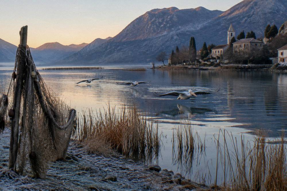 Pelicans gliding low over open water on Lake Skadar at dawn