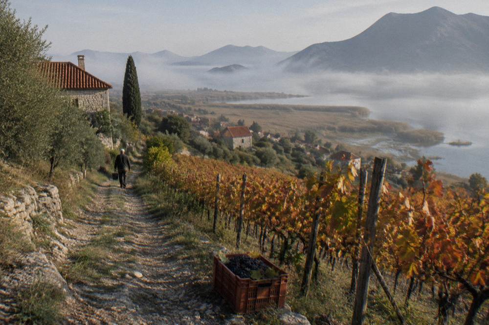 Autumn morning on Lake Skadar with mist over reed beds and vineyard hills